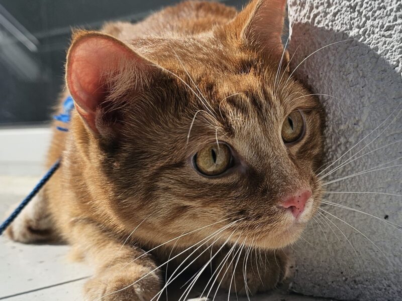 ZAGINĄŁ RUDY KOCUR LUCEK