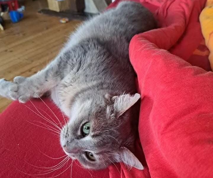 Zaginęła kotka Beza