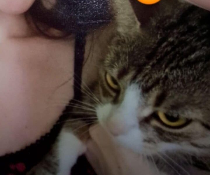 Zaginął KOTEK Na Kozłówce Kraków