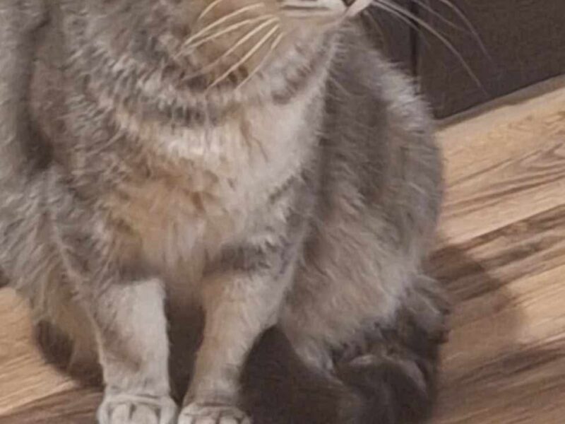 Zaginęła kotka Beza