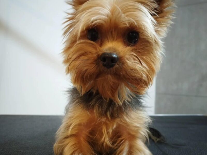 Zaginął piesek YORK Pabianice/Hermanów