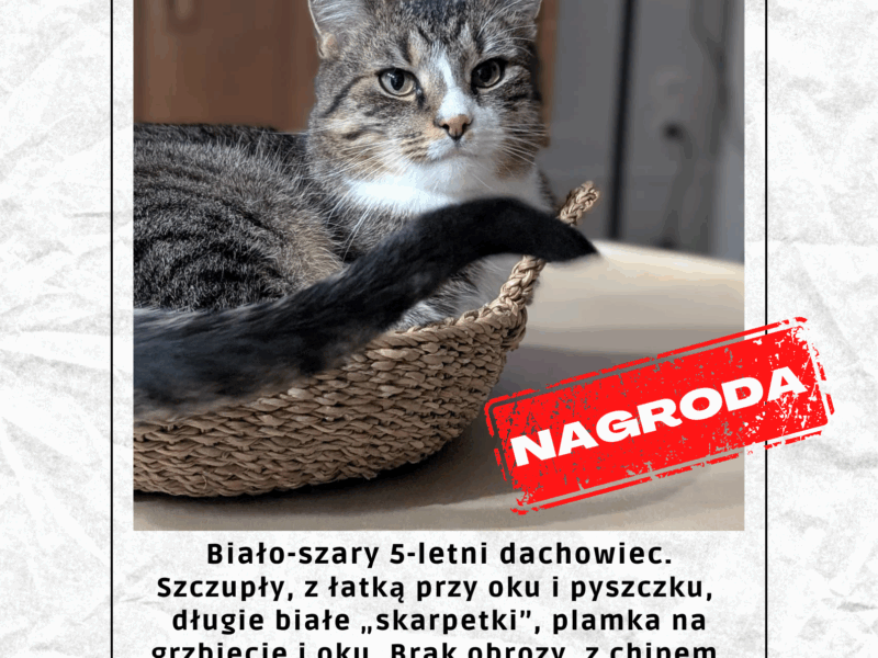 Zaginął kotek Mały Kack Gdynia