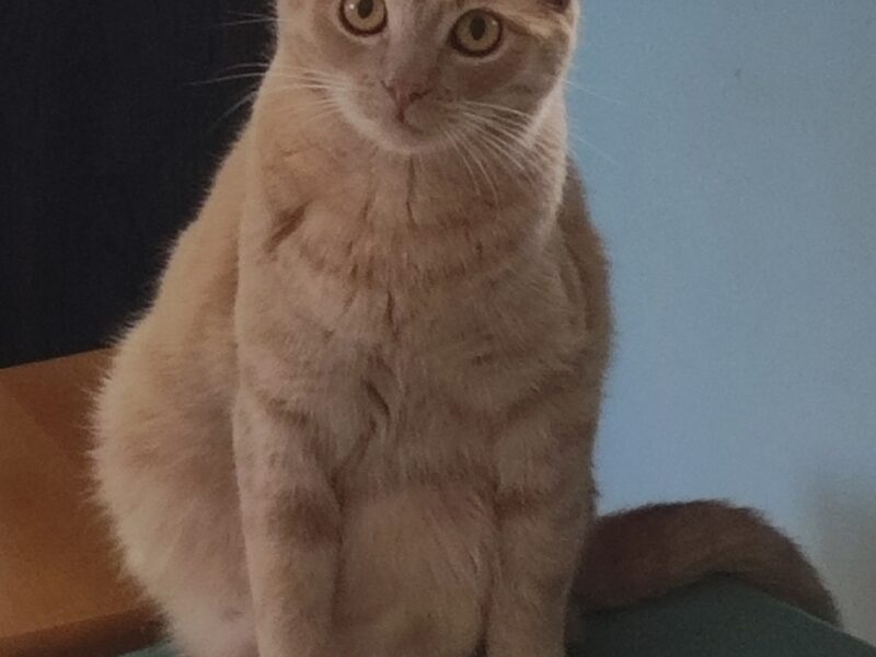 Zaginęła kocica Kora