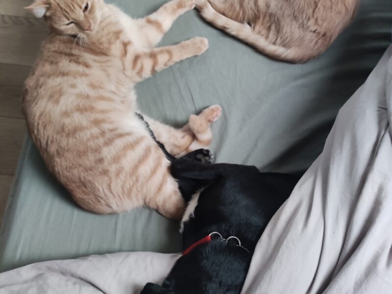 Zaginęła kocica Kora