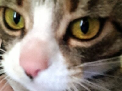 Zaginął KOTEK Na Kozłówce Kraków