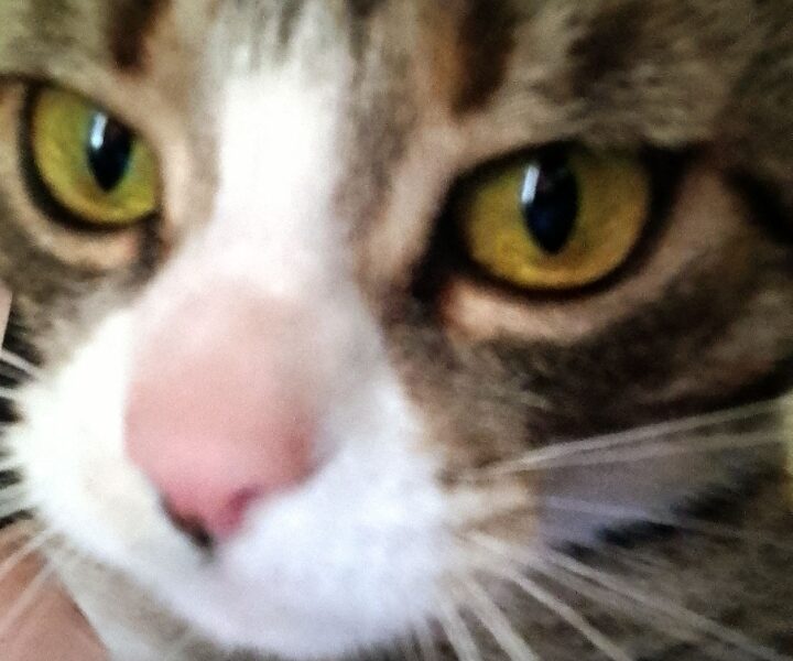 Zaginął KOTEK Na Kozłówce Kraków