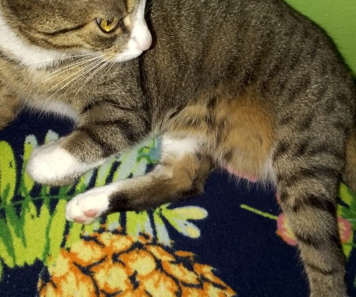 Zaginął KOTEK Na Kozłówce Kraków