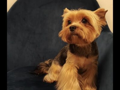 Zaginął piesek YORK Pabianice/Hermanów