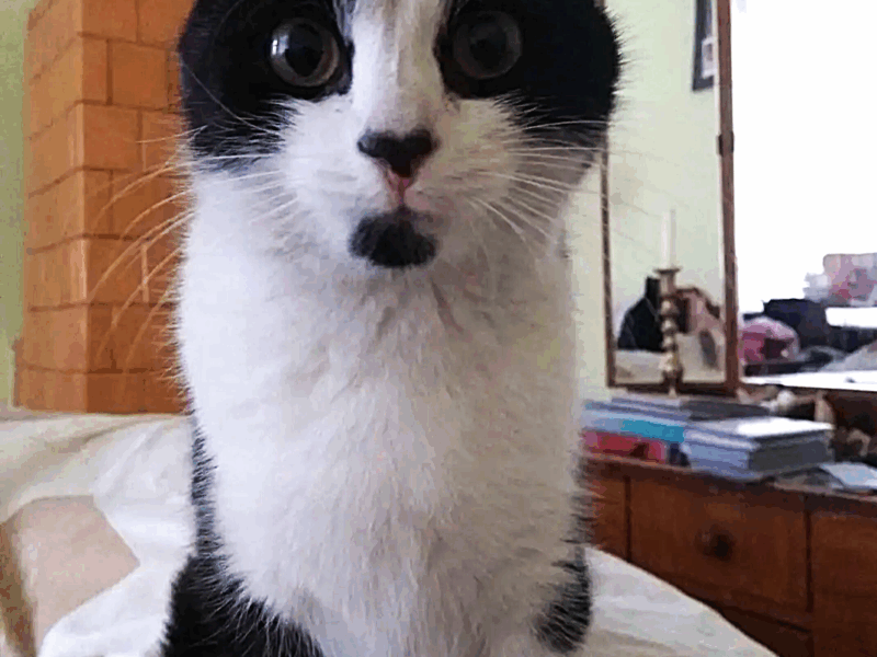 Zaginęła kotka Jasiunia