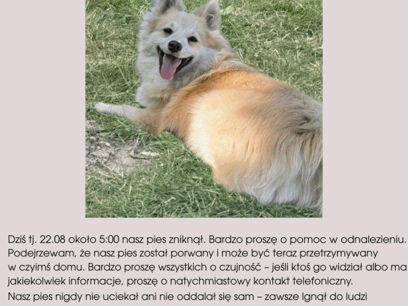 Zaginął Pies Rasy Szpic