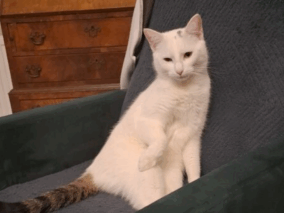 Zaginął kotek Zdzisiu