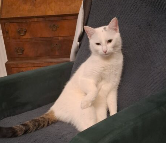 Zaginął kotek Zdzisiu