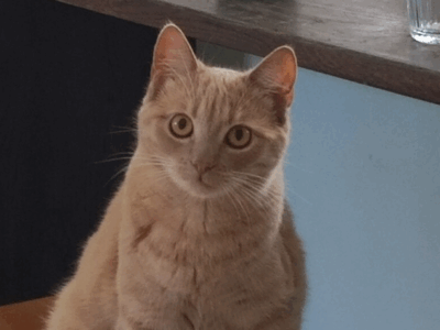 Zaginęła kocica Kora