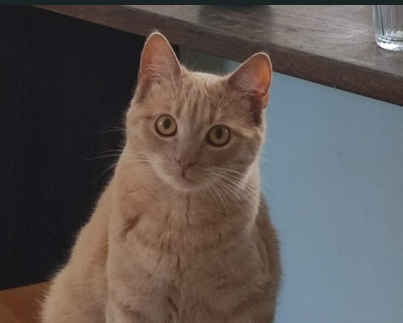 Zaginęła kocica Kora