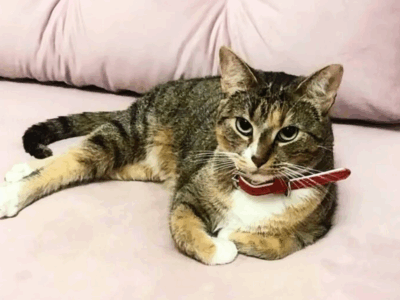 🔴 ZAGINĘŁA KOTKA – RUBI dla znalazcy 1000 zł🔴