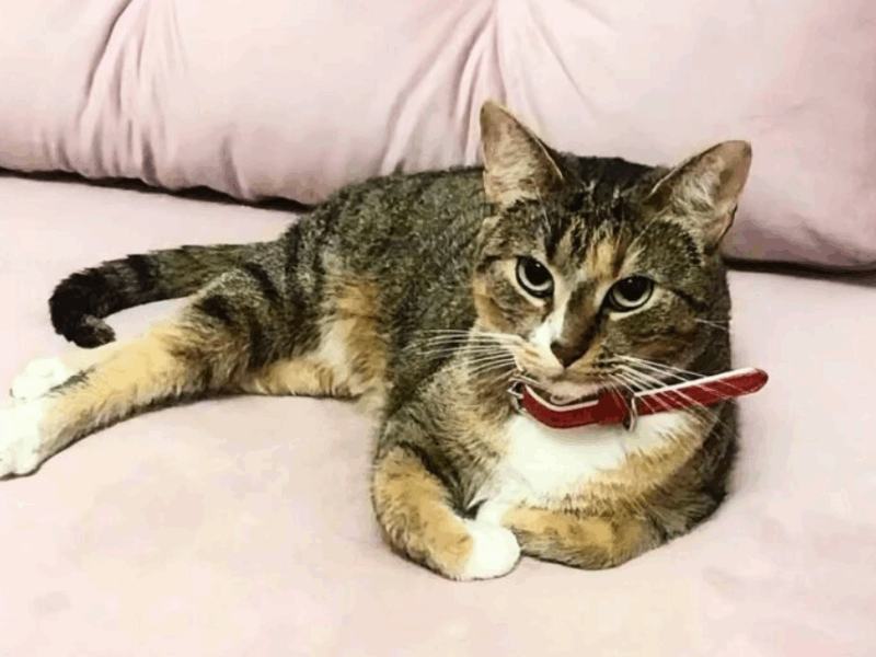 🔴 ZAGINĘŁA KOTKA – RUBI dla znalazcy 1000 zł🔴