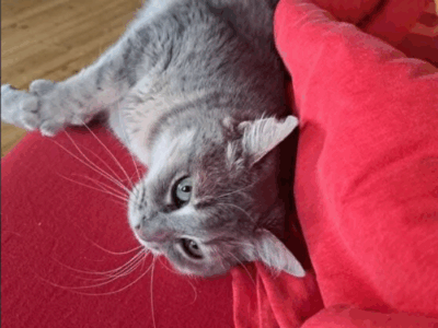 Zaginęła kotka Beza