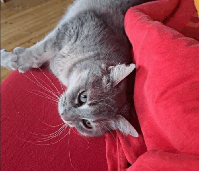 Zaginęła kotka Beza