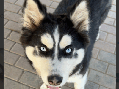 Zaginęła Suczka Husky