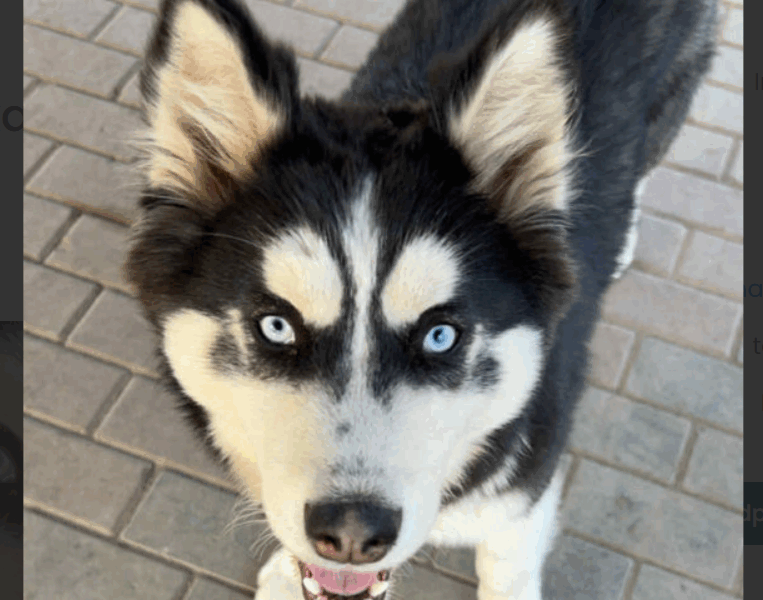 Zaginęła Suczka Husky