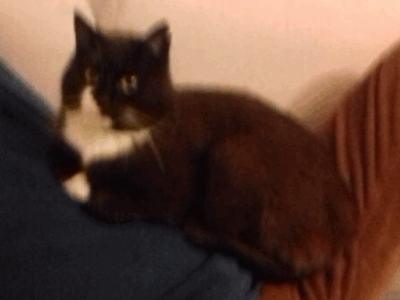 Zaginął kot Filemon