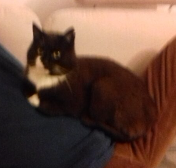 Zaginął kot Filemon