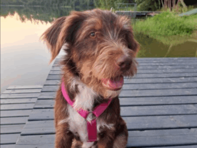 Zaginął nasz przyjaciel sunia Bibi