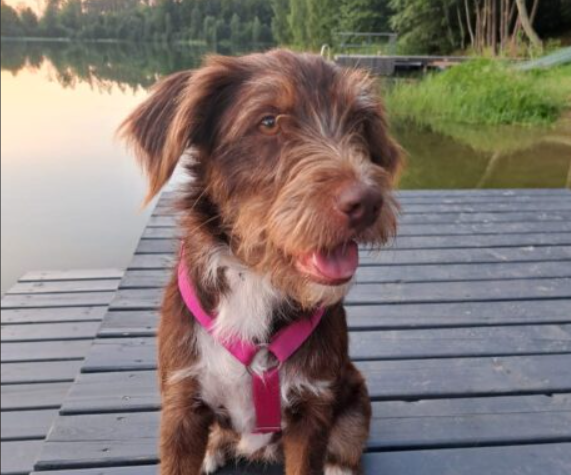 Zaginął nasz przyjaciel sunia Bibi