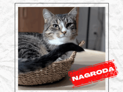 Zaginął kotek Mały Kack Gdynia