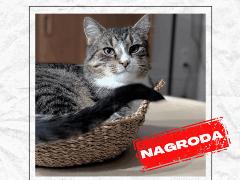 Zaginął kotek Mały Kack Gdynia