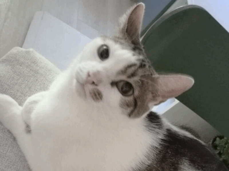 Gdańsk Zaginął Kot