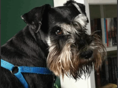 Zaginął przyjaciel rodziny piesek Lido