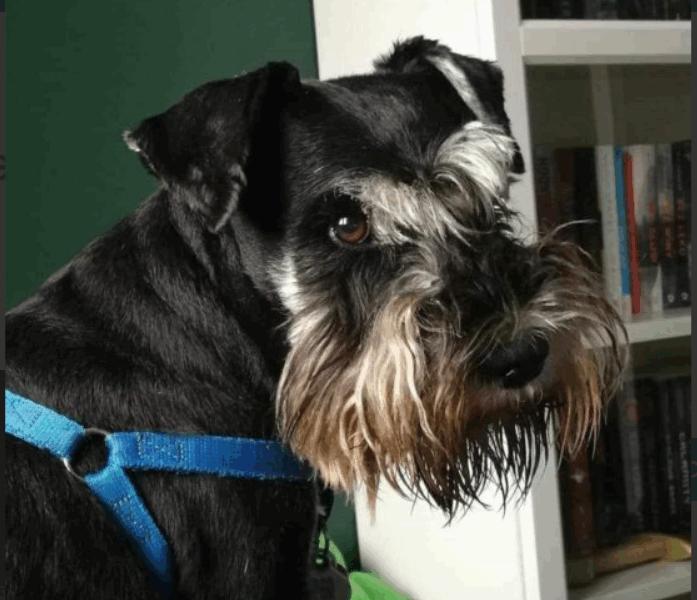 Zaginął przyjaciel rodziny piesek Lido