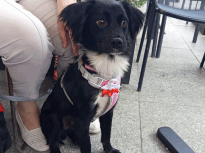 ZAGINĄŁ PIESEK ŁATEK