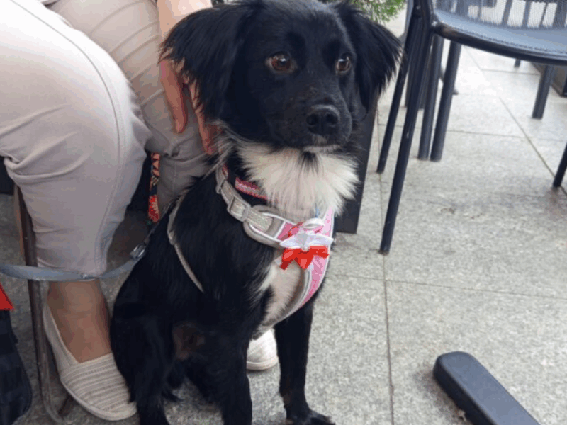 ZAGINĄŁ PIESEK ŁATEK