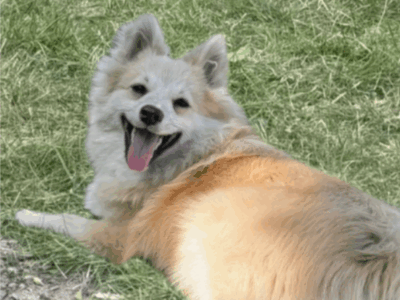 Zaginął Pies Rasy Szpic