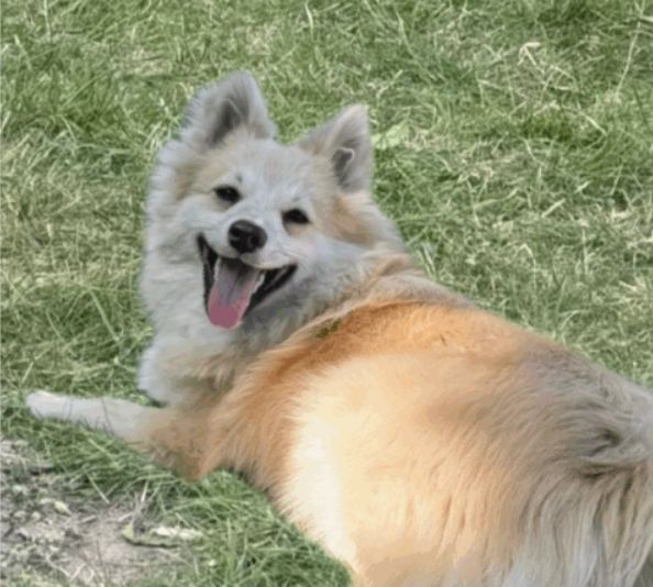 Zaginął Pies Rasy Szpic