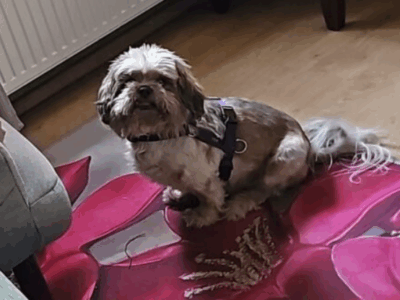 Zaginął Pies w typie Shih Tzu