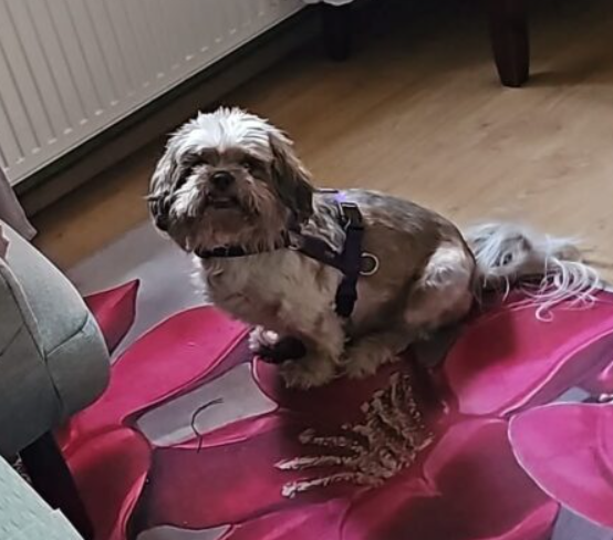 Zaginął Pies w typie Shih Tzu