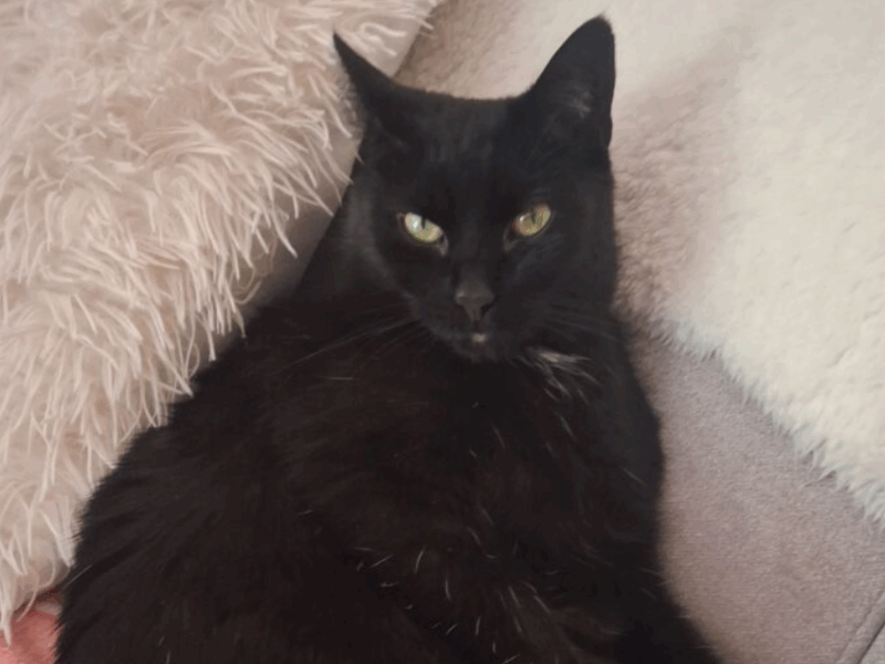 Zaginęła Kotka Nela