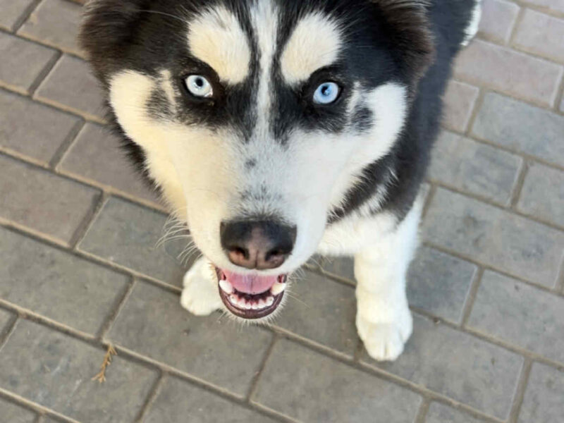 Zaginęła Suczka Husky