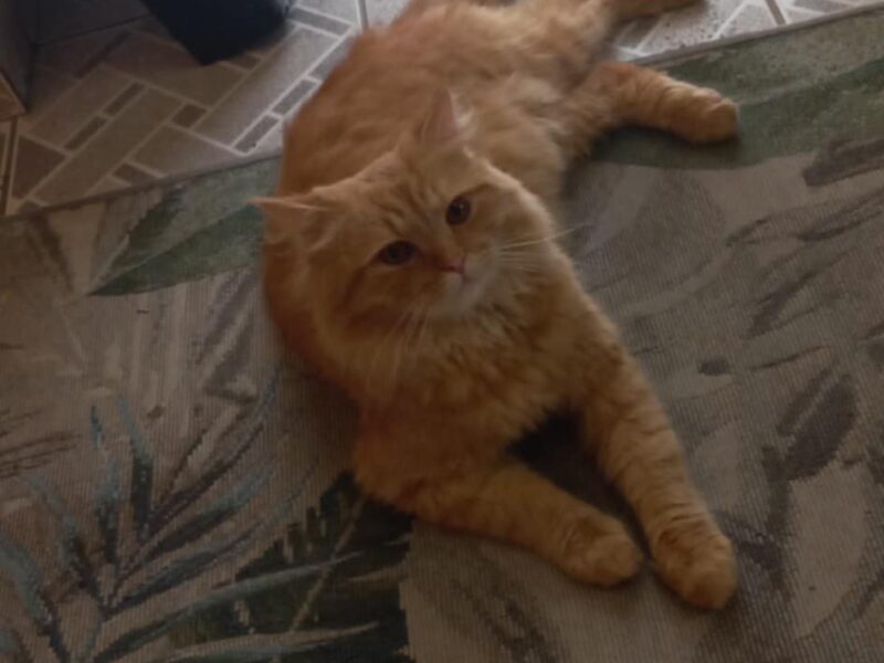 Zaginął kotek Rudy