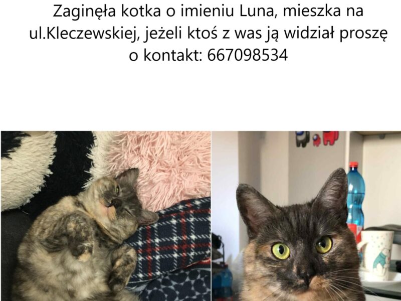 Zaginęła kotka Lunka