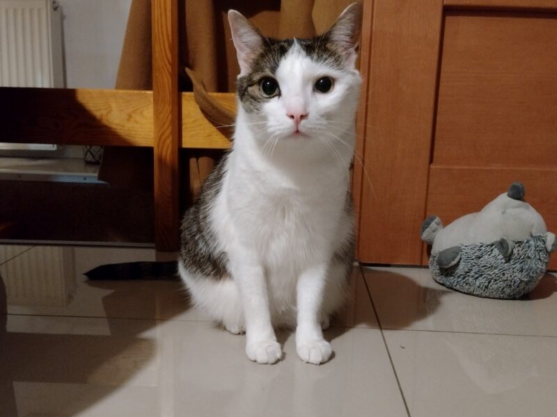 Zaginęła kotka Nela