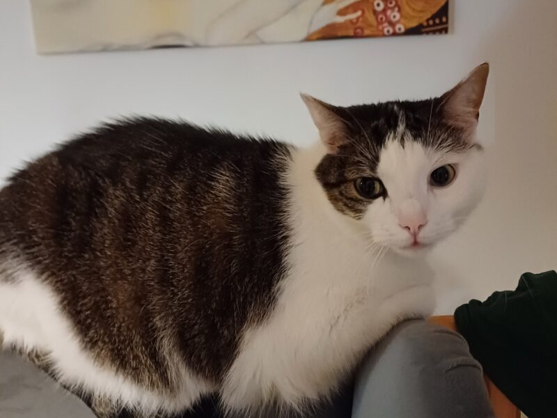 Zaginęła kotka Nela