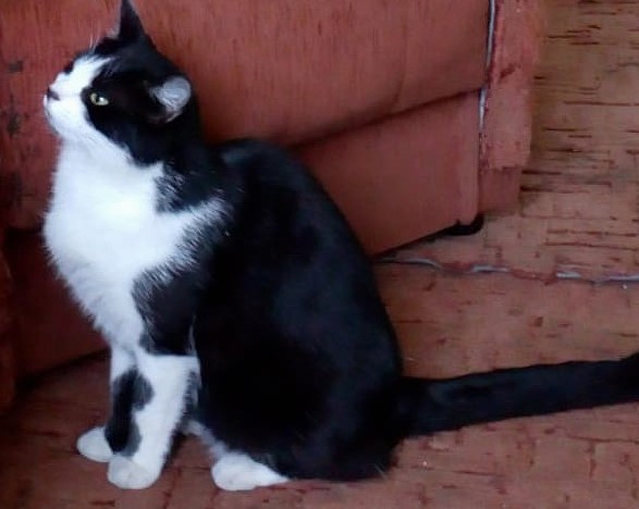 Zaginęła kotka Jasiunia