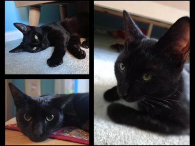 Zaginął kot Luluś