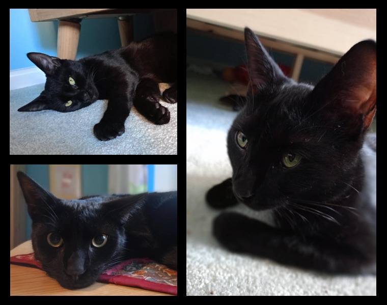 Zaginął kot Luluś