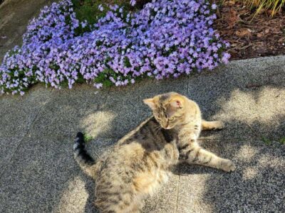 Zaginęła Kotka Wrocław Złotniki i okolice