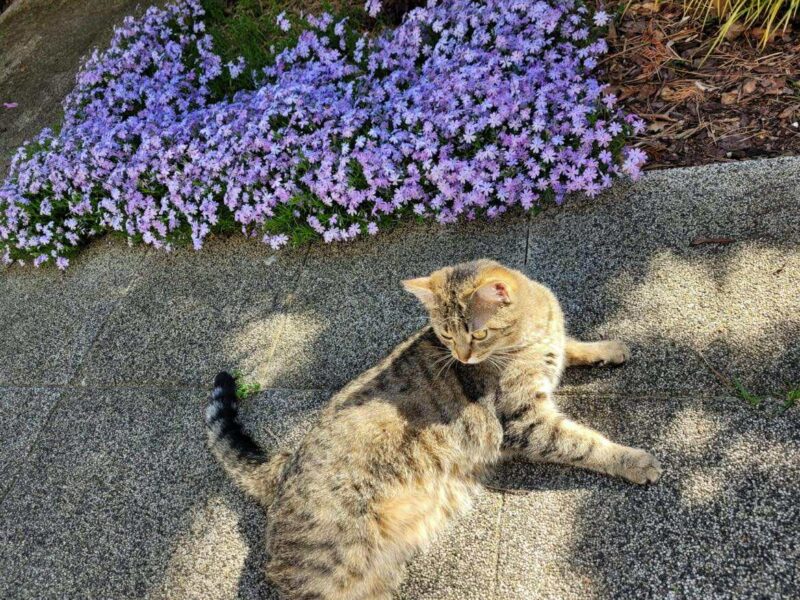 Zaginęła Kotka Wrocław Złotniki i okolice